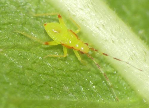 Campyloneura virgula